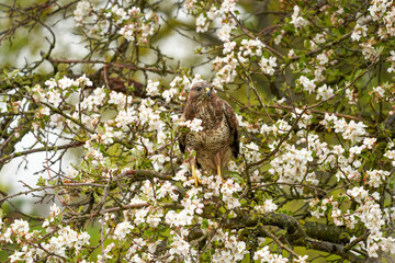 Close-up of a buzzard bird of prey sitting in a fruit tree. The apple tree is full of white blossom