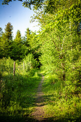 
path among green trees next to the summer meadow