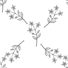 centaury, seamless b-w dd ww herb isol