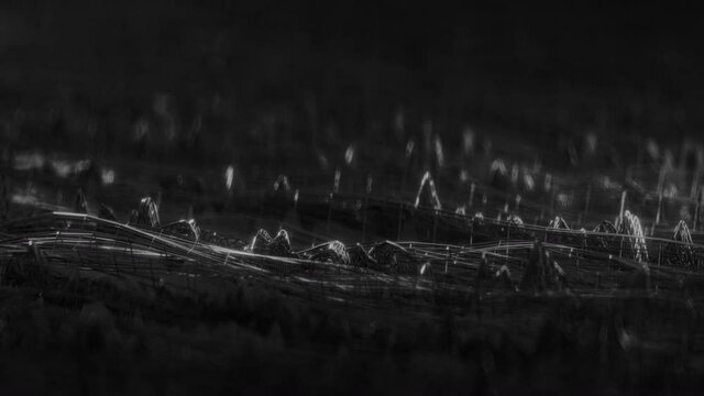 Black wireframe network shape. Computer generated abstract background. Seamless loop 3D render animation