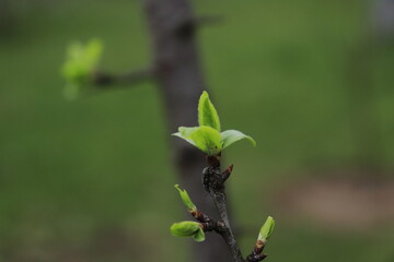 sprout on a branch