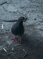 pigeon on the street