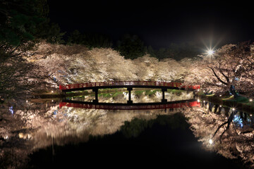 Night cherry blossoms that are lit up and shine on the surface of the water