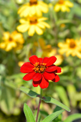 Common zinnia