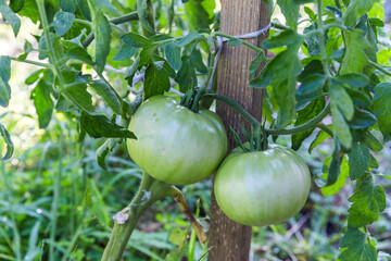 green tomatoes on a bush