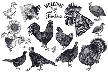 Vintage engraving Farm birds set. - 451152476