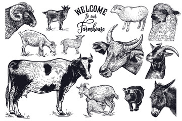 Vintage engraving Farm animals set.