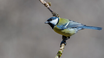 ird, natur, wild lebende tiere, gelb, ast, tier, wild, schnabel, 