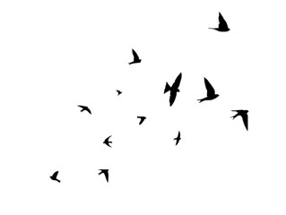 flying swallows. Flock of birds . Vector illustration