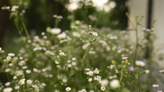 Chamomile or camomile flowers close up in summer garden near private house