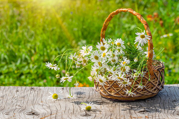 Fototapeta na wymiar A small wicker basket with daisies on an old wooden table against a background of natural greenery and blurred flowers