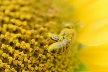 summer yellow background. sunflower pollen close up macro. a bee stained with pollen sits on a sunflower. shallow depth of field, open aperture