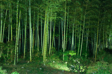 Obraz premium 竹林