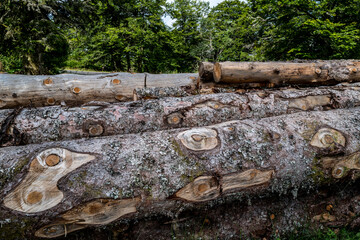 coupe de bois, troncs d'arbres au sol
