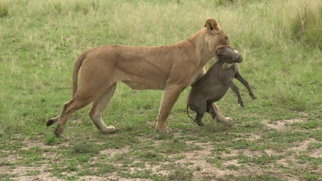 African lion(Panthera leo) female is dragging a just caught Warthog 