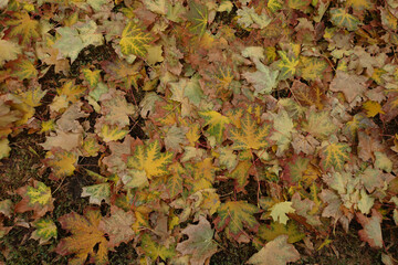 Colorful autumn leaves floral background, top view, eco-friendly environment concept, outdoor scenery