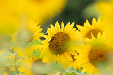 夏の思い出　ひまわり畑