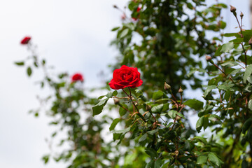Detail of a beautiful red rose isolated from the background