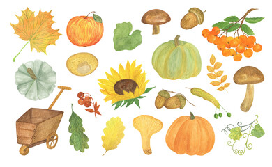 Autumn watercolor seasonal elements set for fall holiday celebration decor pumpkins, mushrooms, leaves, rowan, wheelbarrow, chanterelle, sunflower healthy organic items for cards, poster, banner