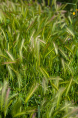 wall barley or false barley in the meadow