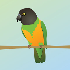 Print
A vector illustration of a Senegal parrot. The bird is perched on a horizontal branch.