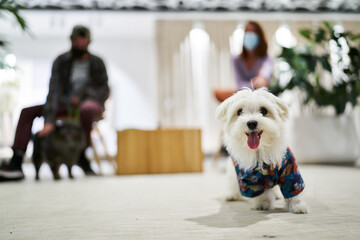 two cute curious puppies discovering a shopping centre with their owners