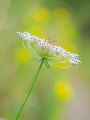 Carpicoris fuscispinus encima de una flor