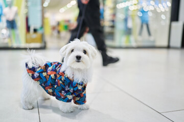 cute curious puppy walking along a shopping centre with her owner