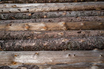 coupe de bois, troncs d'arbres au sol