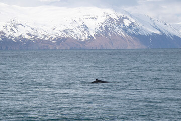 Fototapeta premium humpback whale tail