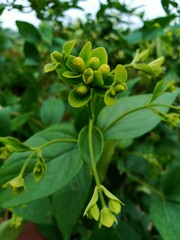 Closeup jasmine buds