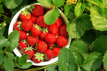 Strawberry bowl in strawberry garden