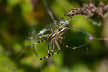 Argiope aurantia