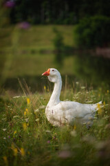 Obraz premium Photo of a goose on a green meadow.