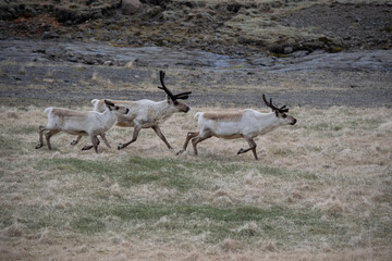 antelope in the wild
