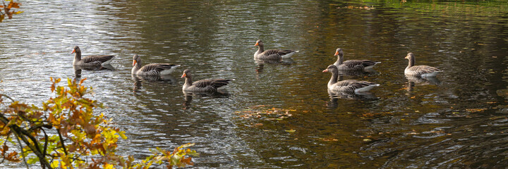 Floating flock of wild geese on a lake, panorama