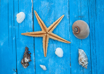 Maritime decoration with shells, starfish on blue coloured weathered wood from baltic sea