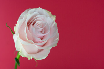 Beautiful pink rose flower bouquet with red background