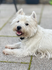 West Highland White Terrier dog lies on the terrace and looks at the camera
