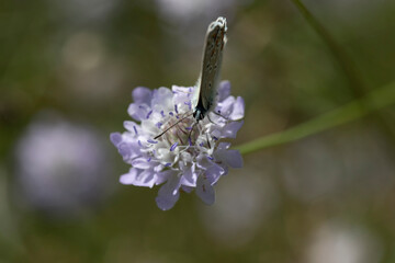Aricia agestis, the brown argus, is a butterfly in the family Lycaenidae. It is found throughout the Palearctic realm, north to northern Jutland (Denmark) and east to Siberia and the Tian Shan.