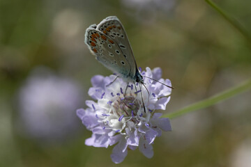 Aricia agestis, the brown argus, is a butterfly in the family Lycaenidae. It is found throughout the Palearctic realm, north to northern Jutland (Denmark) and east to Siberia and the Tian Shan.