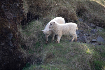 Fototapeta premium sheep and lamb