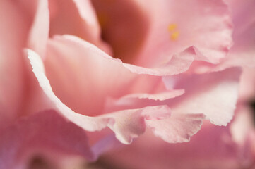 Eustoma flower, close up shot