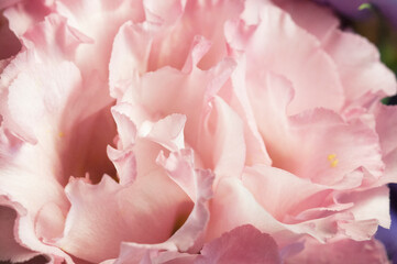 Obraz na płótnie Canvas Eustoma flower, close up shot