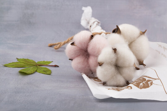 Cotton plant flower isolated on gray background.