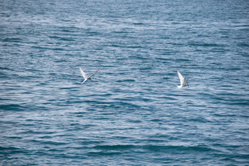seagull in the sea