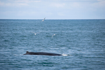 Obraz premium dolphins in the sea