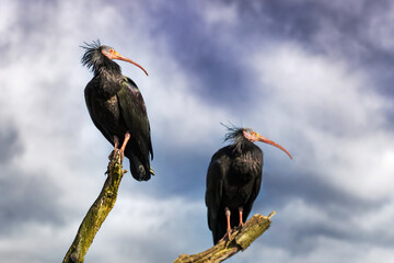 Pair of Northern Bald Ibis against blue sky and cloud background. This very rare bird is indigenous to North Africa. There are very few left in the wild. It is now a critically endangered species.