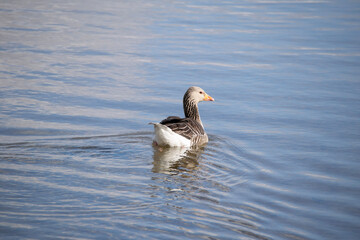 goose on the water