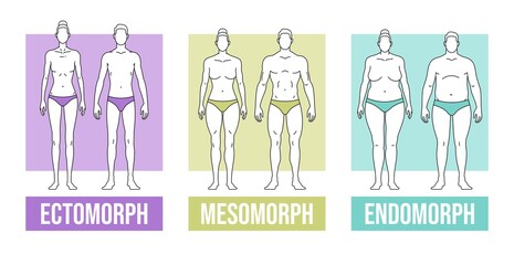 Body types flat vector illustration and endomorph